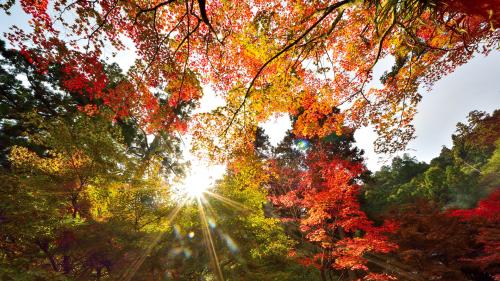 「秋の色」